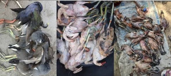 Commercial Bird Trapping Threatens Hadejia-Nguru Wetlands In Jigawa